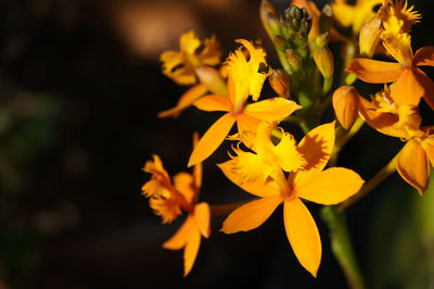 Close-up of yellow flowers