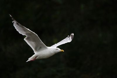 Seagull flying