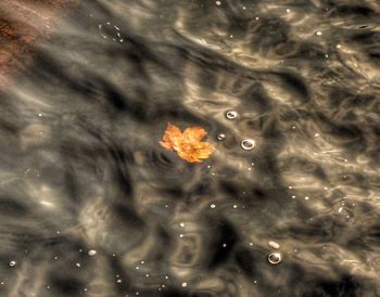 Close-up of jellyfish swimming in water