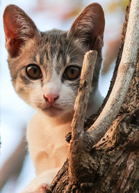 Close-up portrait of a cat