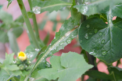 Close-up of wet plant leaves during rainy season