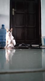 Portrait of white cat sitting on window