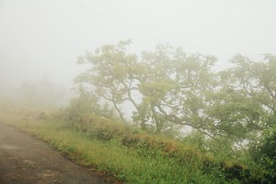 Trees in foggy weather