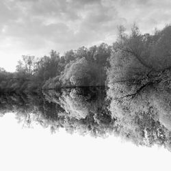 Reflection of trees in water