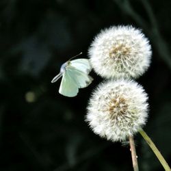 Close-up of white dandelion flower