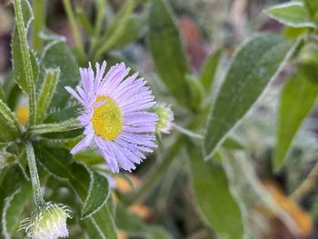 Close-up of purple flowering plant