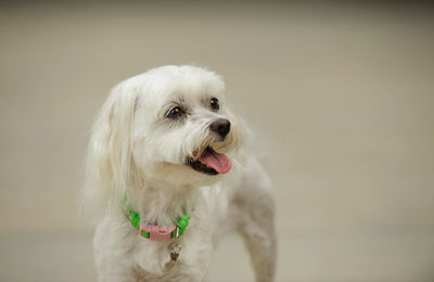 Close-up of dog sticking out tongue outdoors