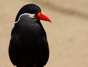 Close-up of a bird