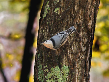 Close-up of bird perching on tree trunk