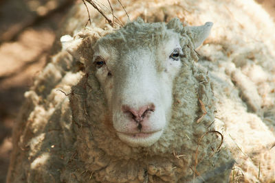 A free range non-farm unsheared woolly sheep in its enclosure at the farm exhibit.