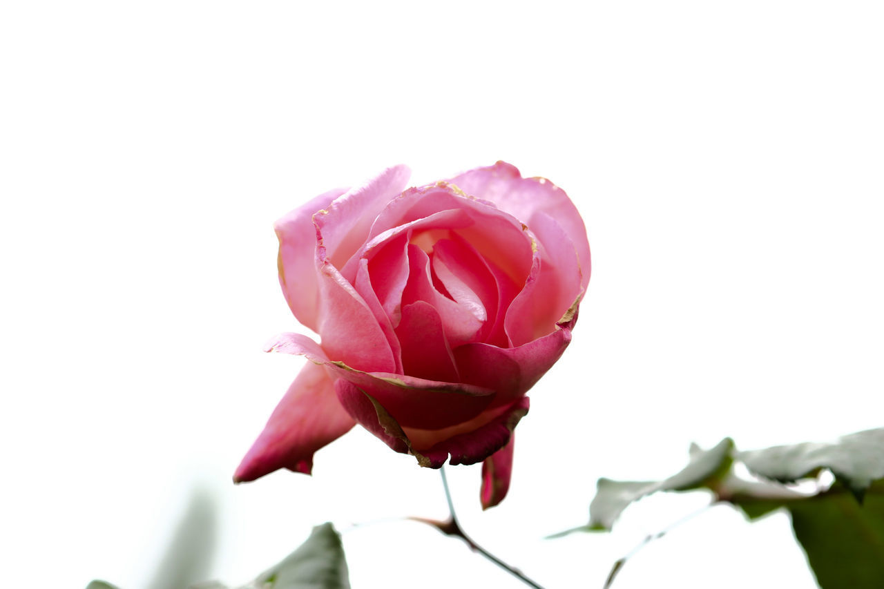 CLOSE-UP OF PINK ROSE AGAINST WHITE WALL