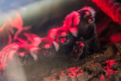 Close-up of red caterpillar