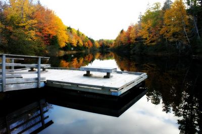 Reflection of trees in water