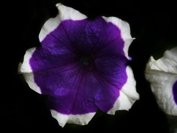 Close-up of purple flower blooming against black background