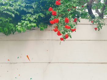 Close-up of red flowers