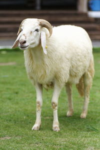 Sheep standing in a field