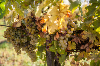 Grapes growing on plant at vineyard