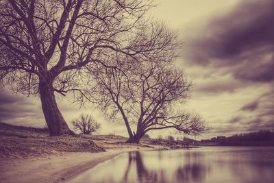 Bare trees against cloudy sky