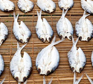 High angle view of white birds