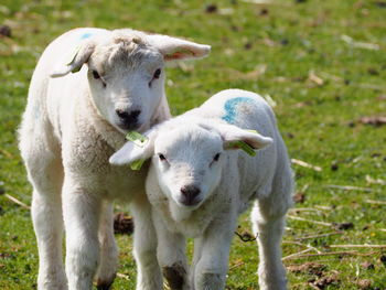 Portrait of lambs standing on grassy field