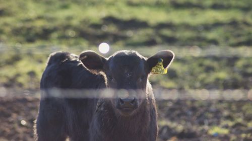 Close-up of goat on field