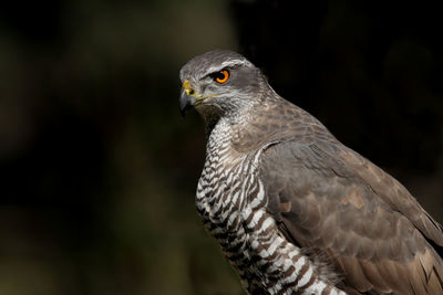 Close-up of eagle