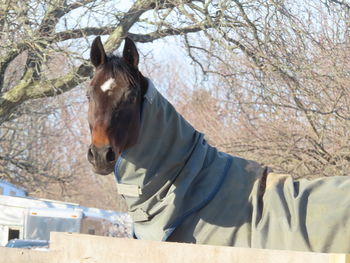 Horse standing in a forest