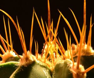 Close-up of fire against black background