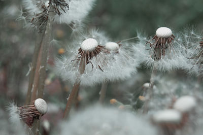 Close-up of dandelion on plant