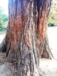 Close-up of tree trunk in forest