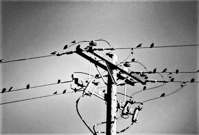 Low angle view of birds perching on cable