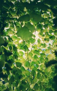 Close-up of fresh green plant