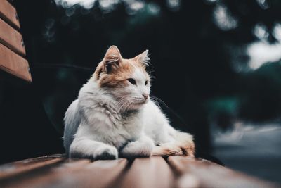 Close-up of a cat looking away