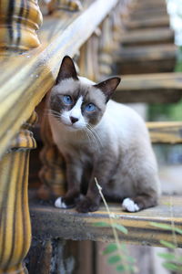 Portrait of cat sitting on wood
