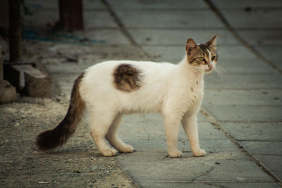 Cat looking away while sitting on footpath