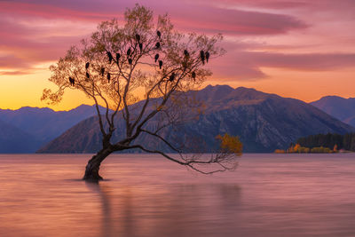 Tree by lake against sky during sunset