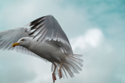 Close-up of bird flying against sky