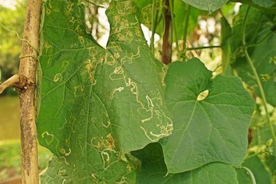 Close-up of fresh green leaves