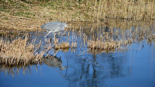 View of birds in lake