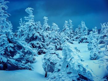 Snow covered plants against blue sky