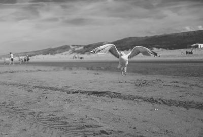 Seagull flying over beach against sky