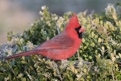 Close-up of bird perching on plant