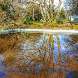 Reflection of trees in lake