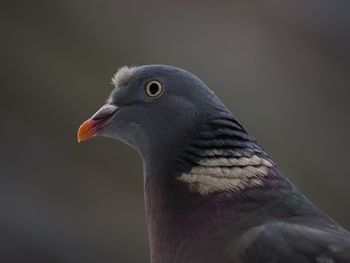 Close-up of pigeon
