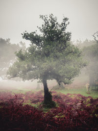 Trees on field against sky