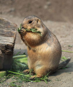 Close-up of squirrel on rock