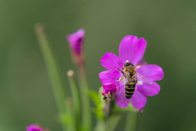 Close-up of bee pollinating on purple flower