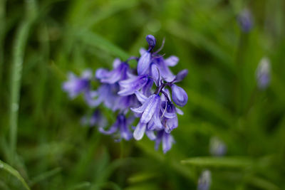 Close-up of purple flowers