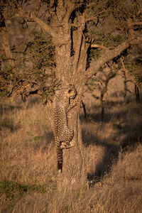 Young cheetah on tree trunk