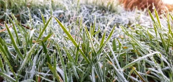 Close-up of grass in field